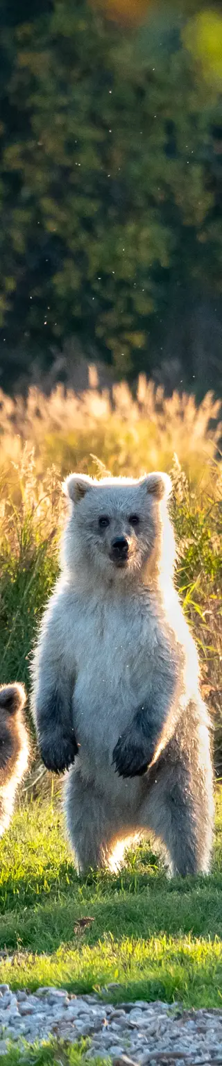 Beobachte Bären im Katmai Nationalpark